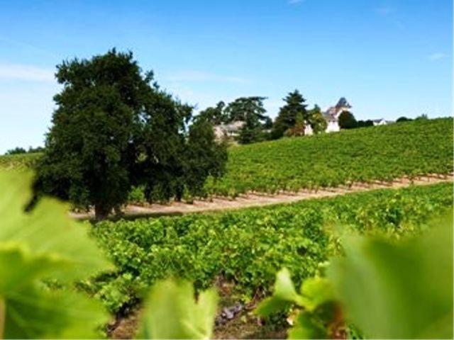 Domaine De La Soucherie - Chambres D'Hotes Beaulieu-sur-Layon Exterior foto